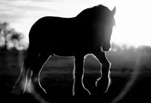 animals silhouettes horses grayscale sunlight blurred background 1920x1200 wallpaper Art HD Wallpaper